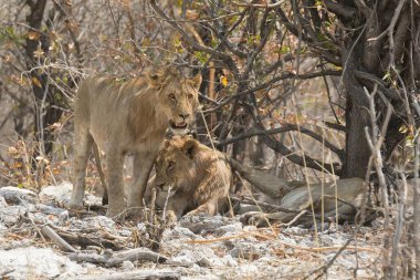 Aslan ın kruger national park, Güney Afrika