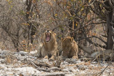 Afrika 'nın bozkırındaki aslan
