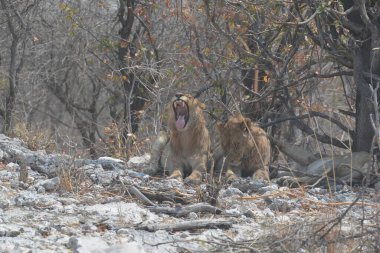 Kruger Ulusal Parkı 'ndaki aslanlar