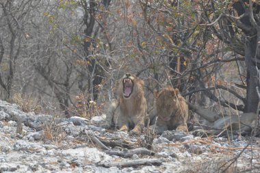 Kruger Park 'taki aslan.