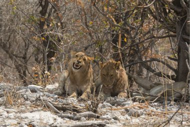 Afrika 'nın güneyindeki Kruger Ulusal Parkı' nda dişi aslan. Felidae 'nin Panthera Leo ailesinin cinsi.