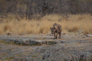 Ormandaki kızıl boğa