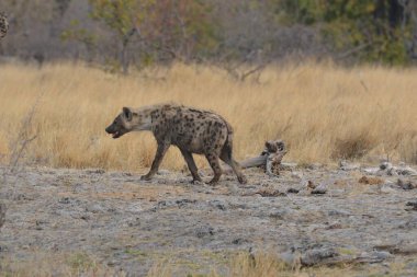 Vahşi doğada sırtlan, Güney Afrika