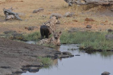 Sudaki genç bir aslan.