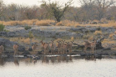 Bir grup Afrikalı hayvan, Afrika fili, Afrika fili içme suyu, Namibya 'daki Etoşa Ulusal Parkı