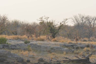 Kuru bir ağaçla vahşi bir Afrika bozkırının güzel bir görüntüsü.