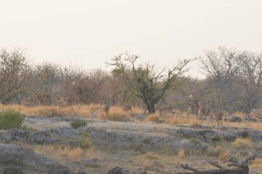 Kruger Park 'taki Afrika yaban hayatı