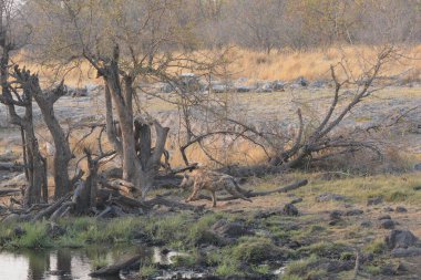 Afrika savanası, Kruger Park, Güney Afrika