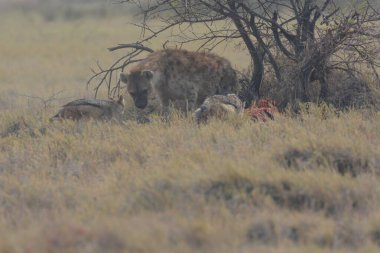 Tarladaki vahşi aslanın yakın çekimi.