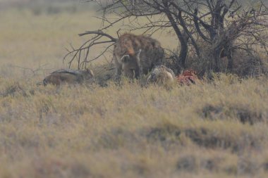 Kenya savanındaki aslanlar