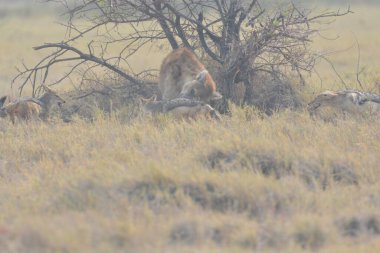 savana vahşi hayvanlar
