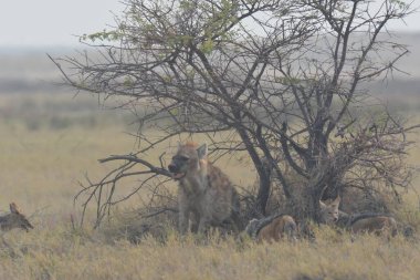 Hayvanın vahşi çitası