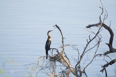 kara balıkçıl (ardea purrea) ağaçta, costa rica.