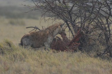 Ormandaki sevimli bir geyiğin yakın plan fotoğrafı.