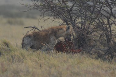 Savanadaki bir grup vahşi hayvan.