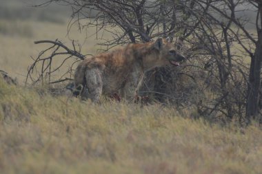 Kenya savanındaki aslan