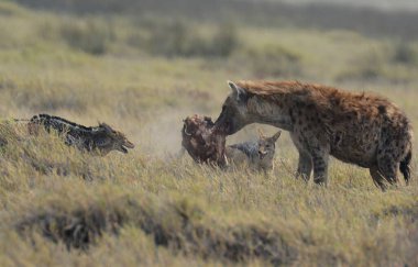 Çimlerde bir yaban domuzu