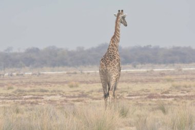 Zürafalar Afrika Savannah