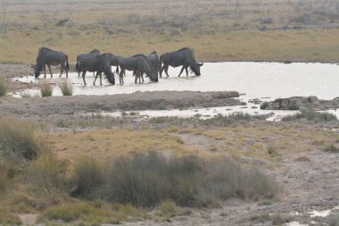 bir alandaki inek sürüsü