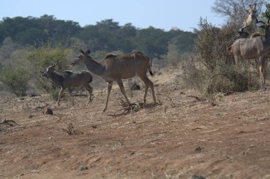 Afrika savanasında bir zebra sürüsi
