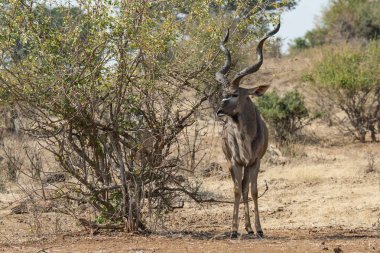 Erkek bir ceylan kuru otların kenarında duruyor.