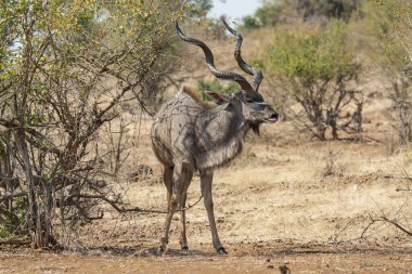 Tarlada arka planda ağaçlar olan erkek bir antilobun yakın çekimi.