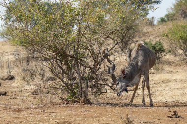 Savanadaki sevimli zürafanın yakın plan fotoğrafı.
