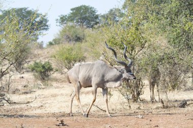 Afrika savanındaki vahşi hayvanlar..