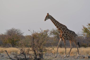 Afrika zürafası Güney Afrika 'daki Kruger Ulusal Parkı' nda.