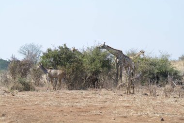 Güney Afrika 'daki Kruger Ulusal Parkı' nda zürafa.