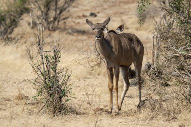 Çim erkek Kudu