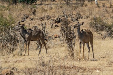 Kuru ormanda bir erkek ve dişi kudu 'nun yakın çekimi.