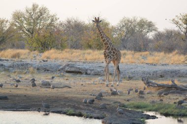 Afrika savana, zürafa