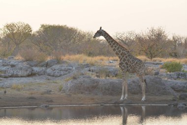 Kruger Ulusal Parkı 'nda zürafa