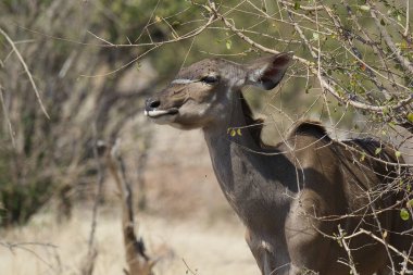 Hayvanat bahçesindeki dişi geyiğin yakın çekimi.