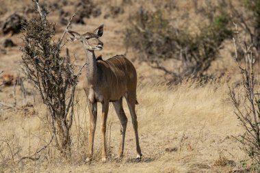 Savanadaki vahşi geyik