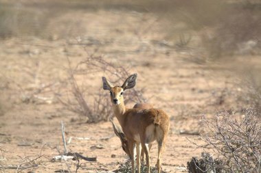 Ormanda bir geyiğin yakın çekimi.