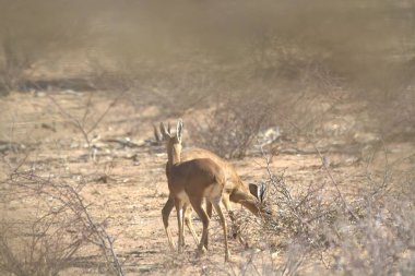 Ormanda bir geyiğin yakın çekimi.