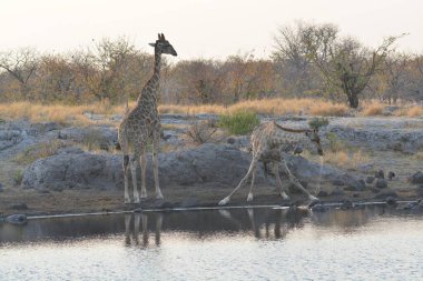 Afrika zürafası ulusal parktaki su birikintisinde.