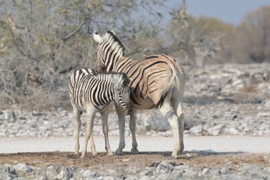 Zebra savana üzerinde