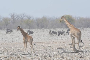 Kenya savanasında zürafalar