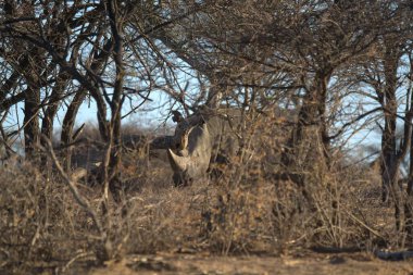 Kuru ağaçtaki yetişkin bir filin dikey görüntüsü.