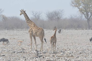 Vahşi Afrika zürafası bozkırda