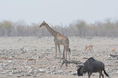 Etoşa Ulusal Parkı, Namibya 'da bir grup girago.