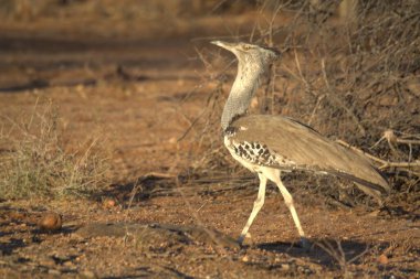 Ormandaki güzel bir kuş manzarası.