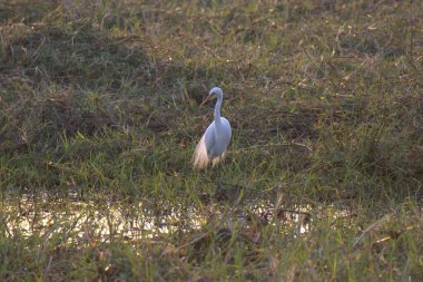 Sudaki beyaz balıkçıl