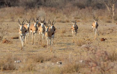 Büyük beyaz renkli bir ceylan ile bir grup ceylan, argaz familyasındaki ceylan türüdür.