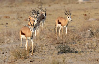 Güzel vahşi hayvanlar, doğa geçmişi