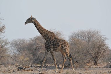 Afrika 'daki Kruger Park' ta zürafa.