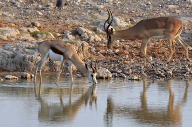 Afrikalı impala, cercerceros cerampus, ya da içme suyu, içme suyu, cercercerceros - ampatcercer